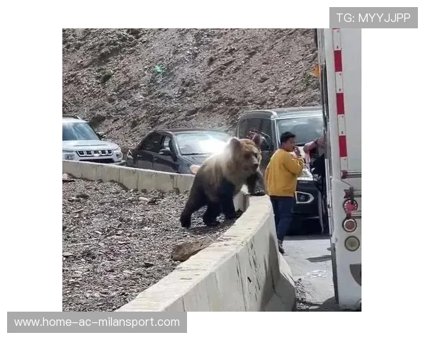 黑熊进市区为何无预警？，黑熊躲进洞里冬眠是什么意思